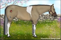Horse Color:Brown Dun Tobiano 