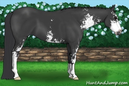 Horse Color:Black Sabino 
