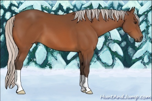Horse Color:Silver Bay