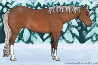 Horse Color:Silver Bay 