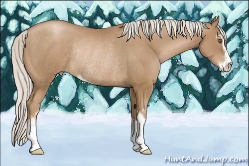 Horse Color:Silver Black Pearl Sabino Rabicano