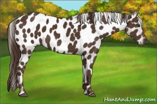 Horse Color:Liver Chestnut Appaloosa 