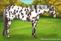 Horse Color:Liver Chestnut Appaloosa 
