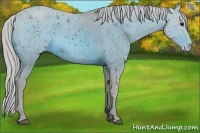 Horse Color:Unknown 