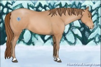 Horse Color:Bay Pearl 