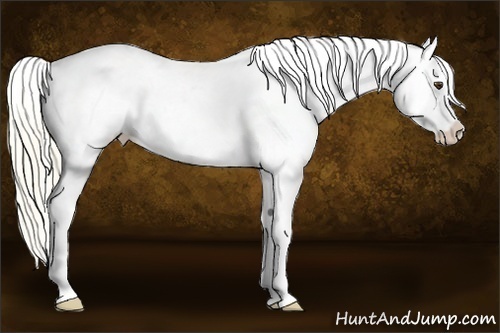 Horse Color:Palomino Snowcap 