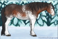 Horse Color:White Spotted Brown 