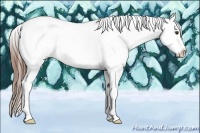 Horse Color:Chestnut Sabino Appaloosa 