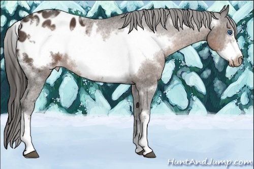 Horse Color:White Spotted Liver Chestnut Frame Varnish Rabicano 