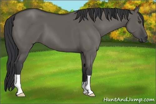 Horse Color:Grullo 