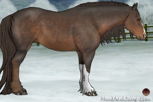 Horse Color:Liver Chestnut 
