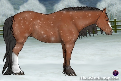 Horse Color:Bay Rabicano 