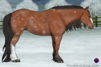 Horse Color:Bay Rabicano 