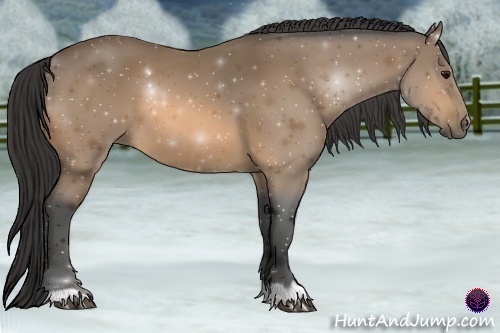 Horse Color:Buckskin 