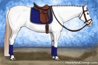 Horse Color:Chestnut Appaloosa 