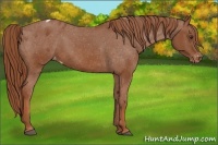 Horse Color:Chestnut Varnish 
