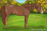 Horse Color:Chestnut Splash 