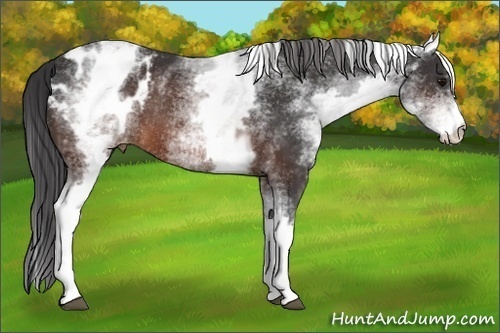Horse Color:White Spotted Brown Appaloosa Rabicano 