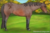 Horse Color:Bay Appaloosa 