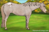 Horse Color:Chestnut Appaloosa 