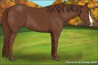 Horse Color:Chestnut Splash 