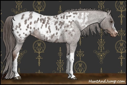 Horse Color:Liver Red Roan Appaloosa 