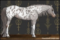 Horse Color:Liver Red Roan Appaloosa 