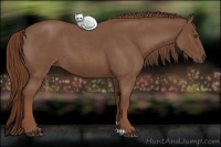 Horse Color:Red Roan