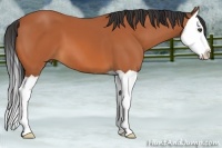 Horse Color:Bay Splash
