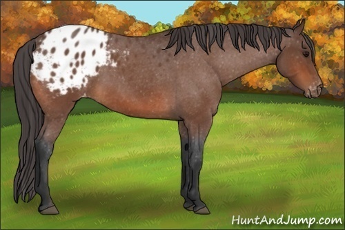 Horse Color:Bay Roan Appaloosa 