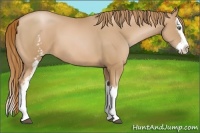 Horse Color:White Spotted Chestnut Pearl Splash