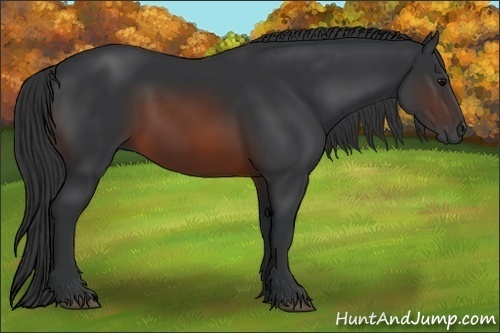 Horse Color:Brown 