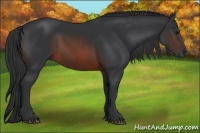 Horse Color:Brown 