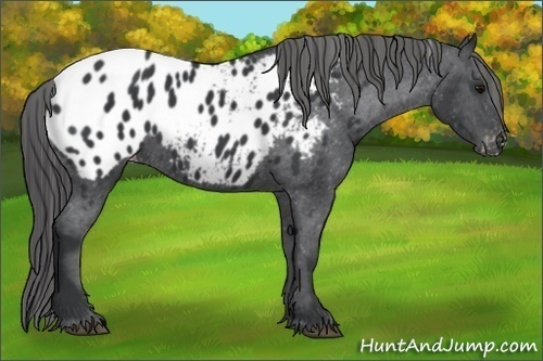 Horse Color:Black Appaloosa 