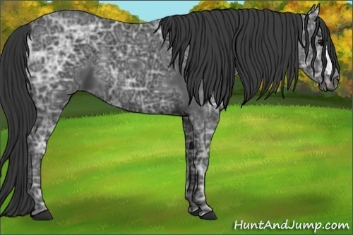 Horse Color:Black Ice 