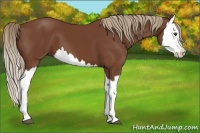 Horse Color:Chestnut Splash 
