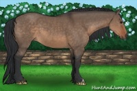 Horse Color:Brown Dun 