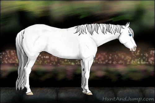 Horse Color:Black Sabino Splash 