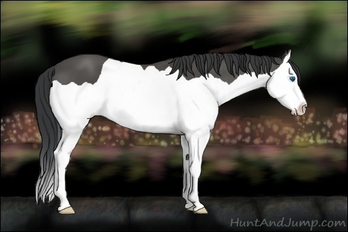 Horse Color:Black Splash