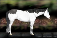 Horse Color:Black Splash