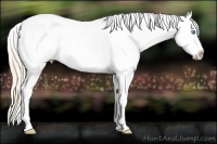 Horse Color:White Spotted Perlino Appaloosa 
