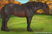 Horse Color:Brown Rabicano Brindle
