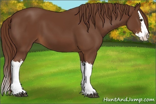 Horse Color:Chestnut Splash 