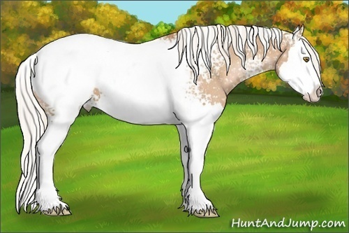 Horse Color:White Spotted Silver Bay Pearl Sabino Splash Snowcap