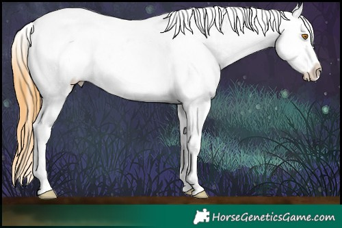 Horse Color:Buckskin Dun Appaloosa 