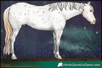 Horse Color:Buckskin Dun Appaloosa 