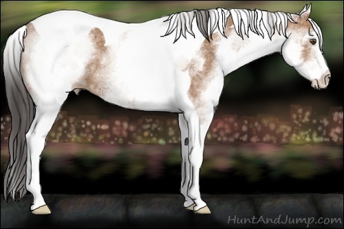 Horse Color:White Spotted Buckskin Tobiano 