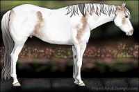Horse Color:White Spotted Buckskin Tobiano 