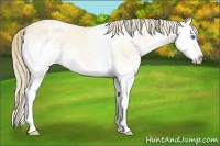 Horse Color:White Spotted Perlino Dun Splash 