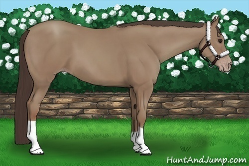 Horse Color:Classic Champagne 